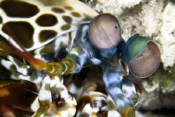 Mantis shrimp in wakatobi. by Dray Van Beeck 